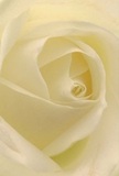 This evocative image envelops you in the delicate embrace of a Northwood white rose, its creamy petals curling inward with gentle poise reminiscent of a quiet stroll through Northwood's tree-lined avenues. Each layer whispers with velvety softness, adorned by glimmers of soft light that highlight the bloom's spiraling heart. Subtle shadows lend an air of peaceful drama, capturing the sense of comfort and reflection that defines cherished moments within the community. A faint, sweet fragrance lingers-comforting yet refined-mirroring the understated artistry found throughout Northwood's independent florists. This composition is more than a flower; it's a tender tribute perfect for conveying sympathy, marking new beginnings, or celebrating deep admiration, crafted to honour local connections and express genuine, heartfelt emotion.